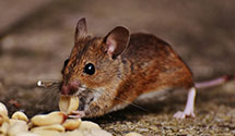 24 Hour & Emergency Exterminators in Shoreham, MI